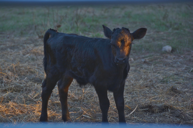calf